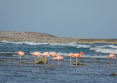 Flamingos in Salt Cay by Dawn Figlio